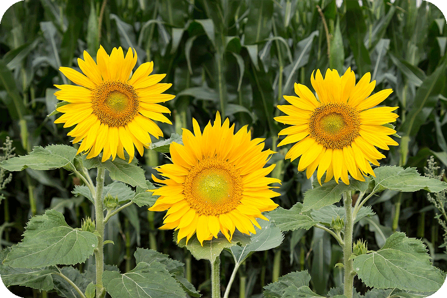 Sonnenblumen