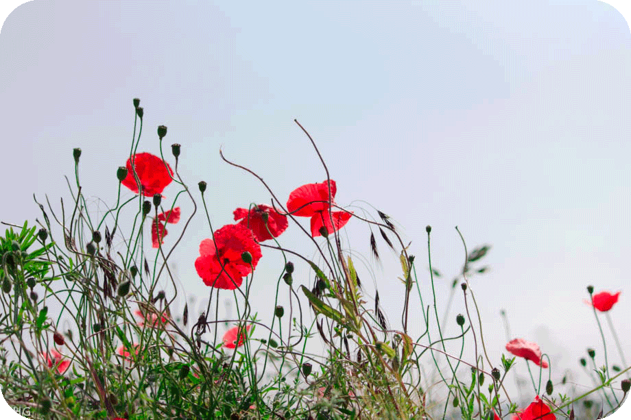 Mohn