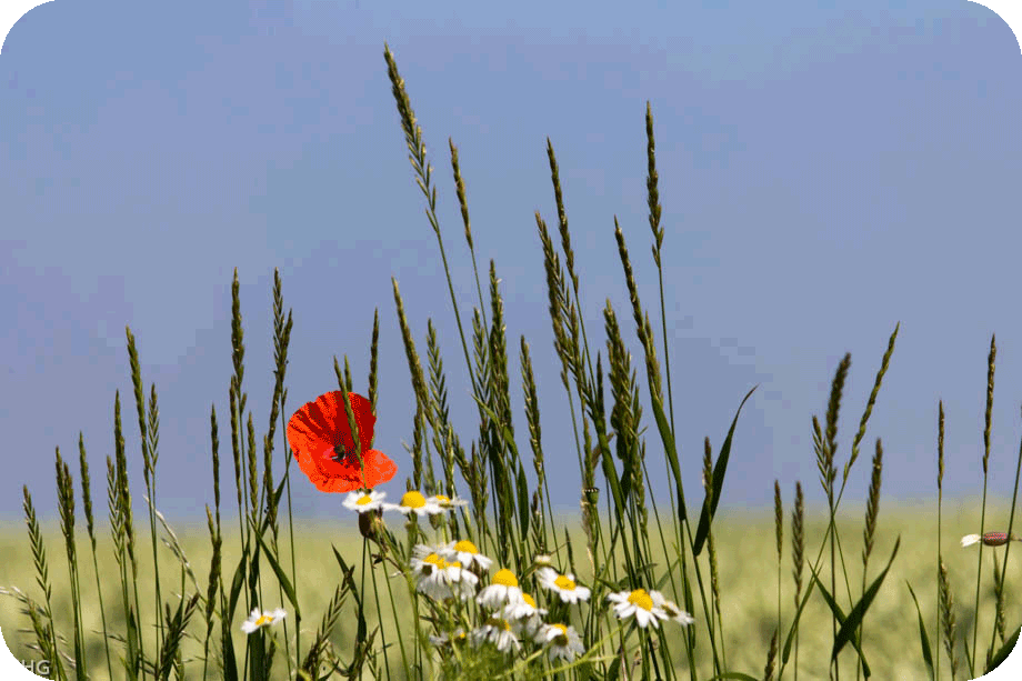 Mohn