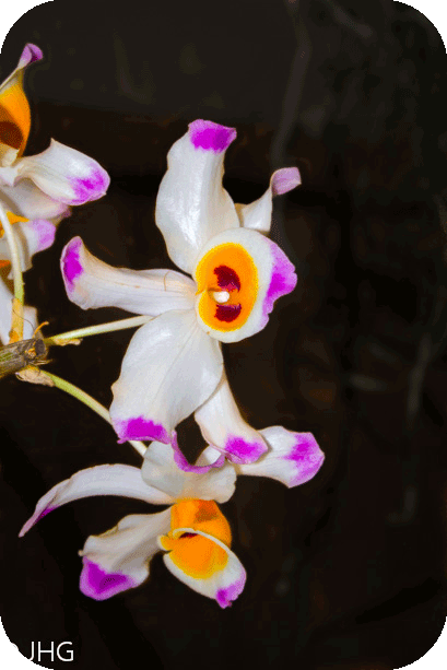Orchidee