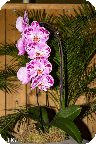 Orchidee